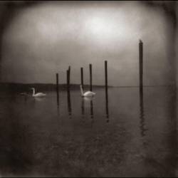 Om (USA-2) : Conference of the Birds